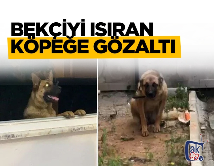 Trabzon'da bekçiyi ısıran köpek gözaltına alındı