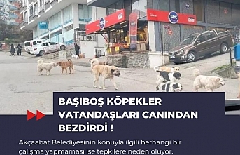 Başıboş köpekler vatandaşları canından bezdirdi