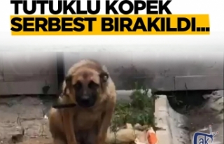 Köpek serbest bırakıldı